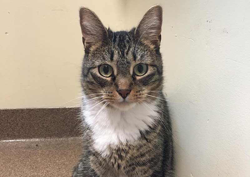 Carousel Slide 2: Hadley Cat Veterinarian