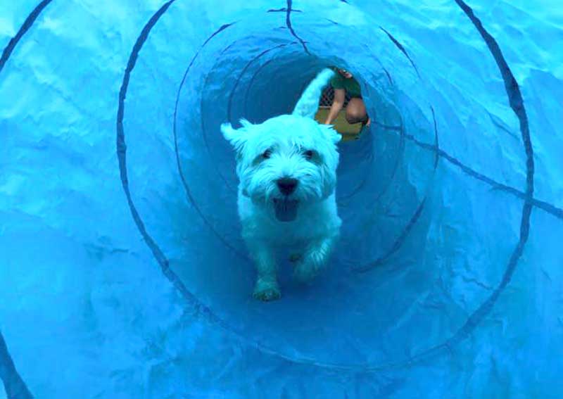 Carousel Slide 3: Hadley Dog Veterinarian