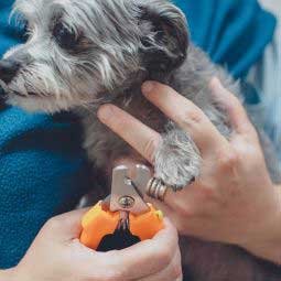 Nail Trim